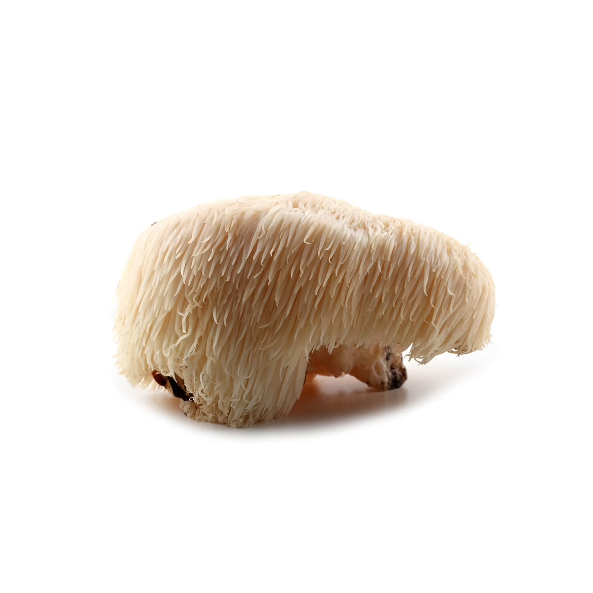 Lion's Mane -Clarté d'Ésprit - Extrait de poudre bio 30%