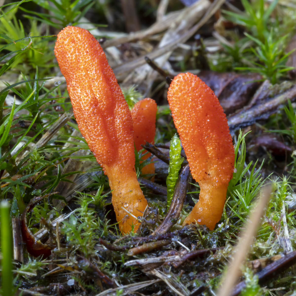 Cordyceps Bio - Pulse Naturel - Extrait de poudre bio 30%