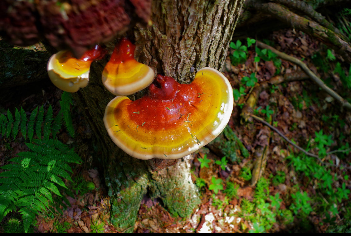 reishi arbre.jpg__PID:9e21e66c-4272-4e85-a7f9-78809a818351