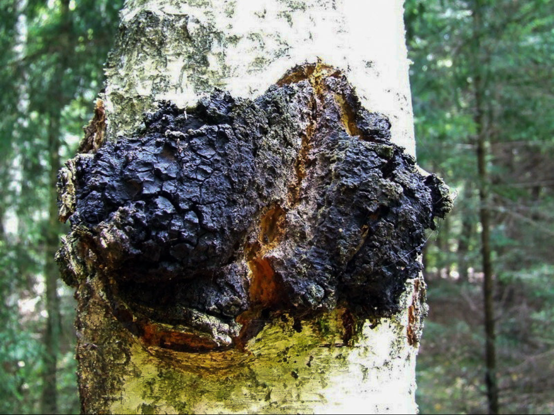chaga arbre.jpg__PID:a85ffd6c-872a-4831-90ca-a8518f857521